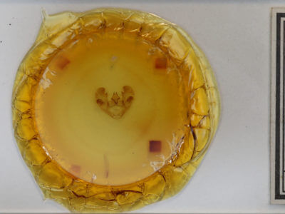 slide view of adult Euchlaena serrata