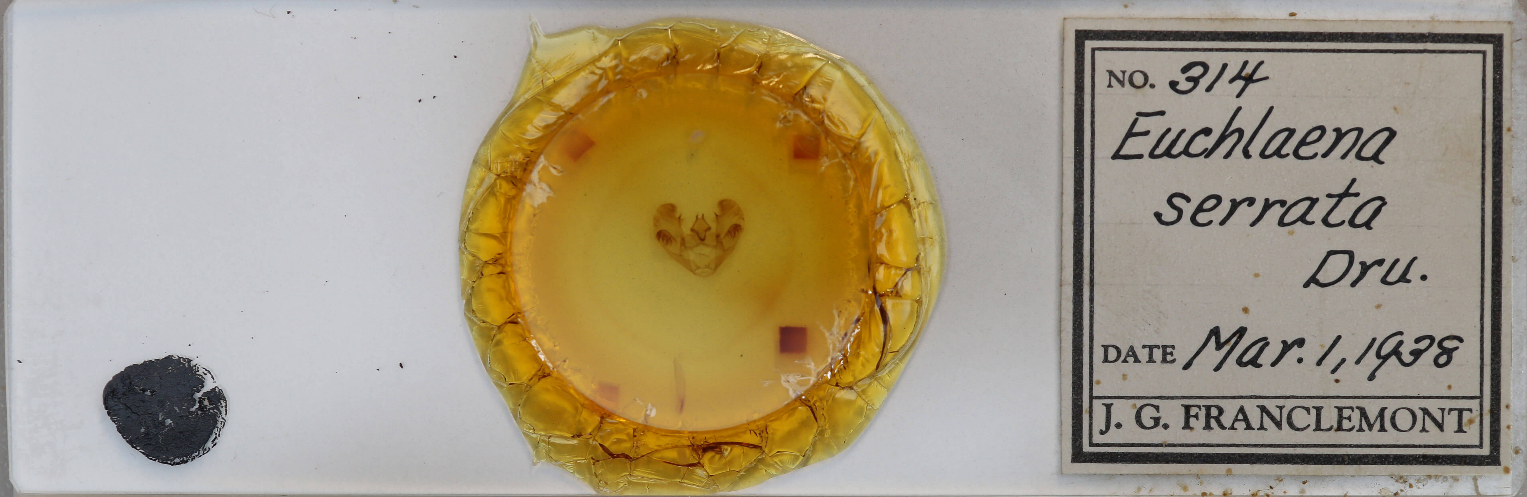 slide view of adult Euchlaena serrata