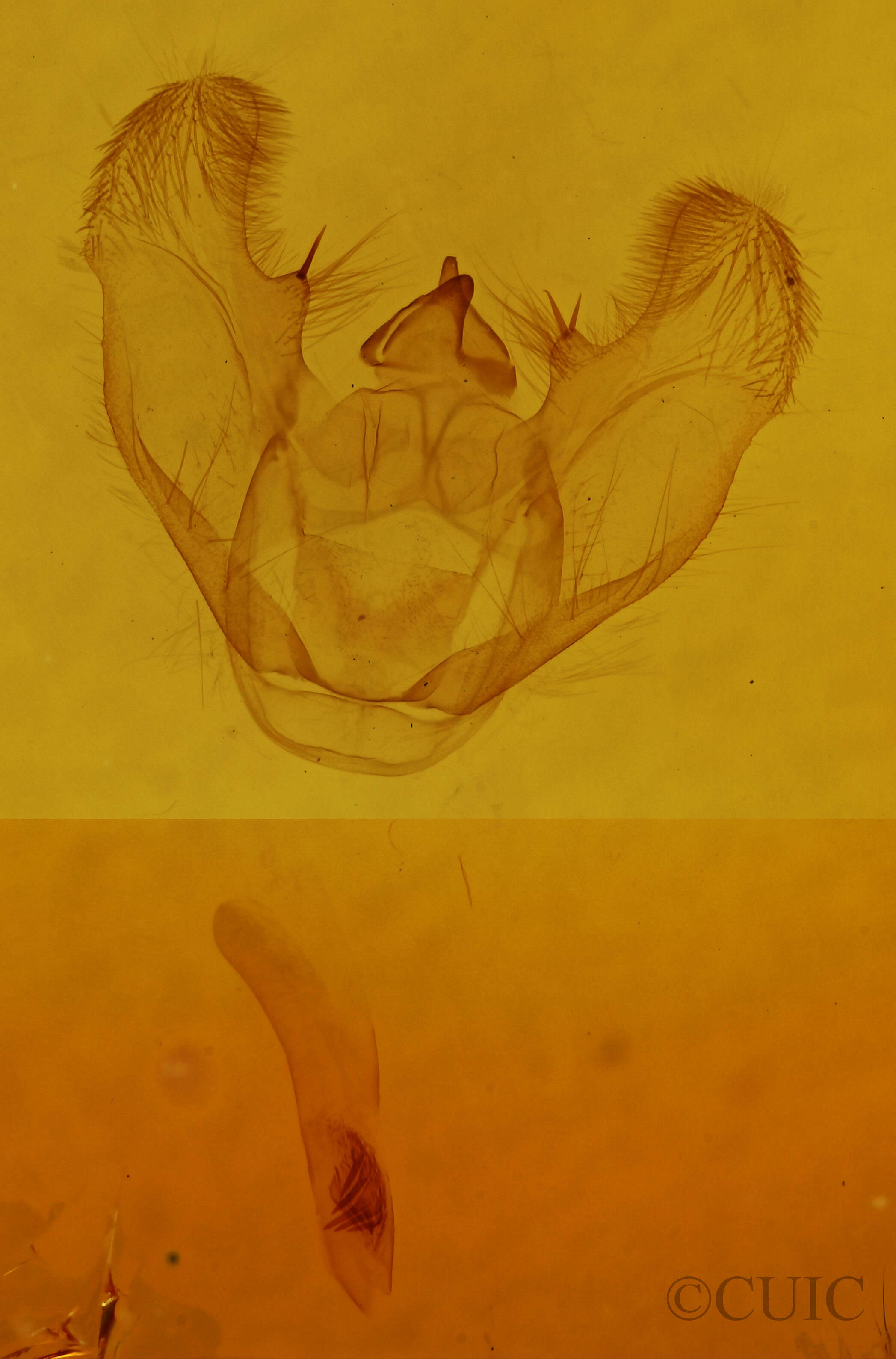 genitalia view of adult Euchlaena tigrinaria