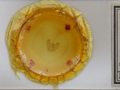 slide view of adult Euchlaena tigrinaria