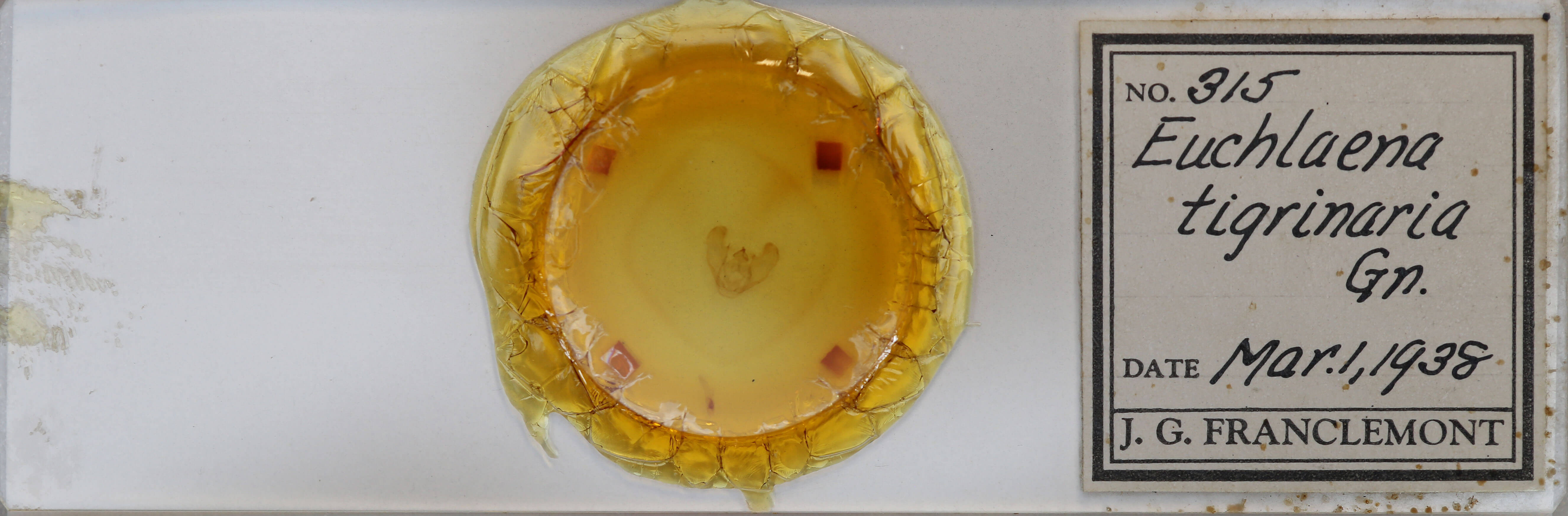 slide view of adult Euchlaena tigrinaria