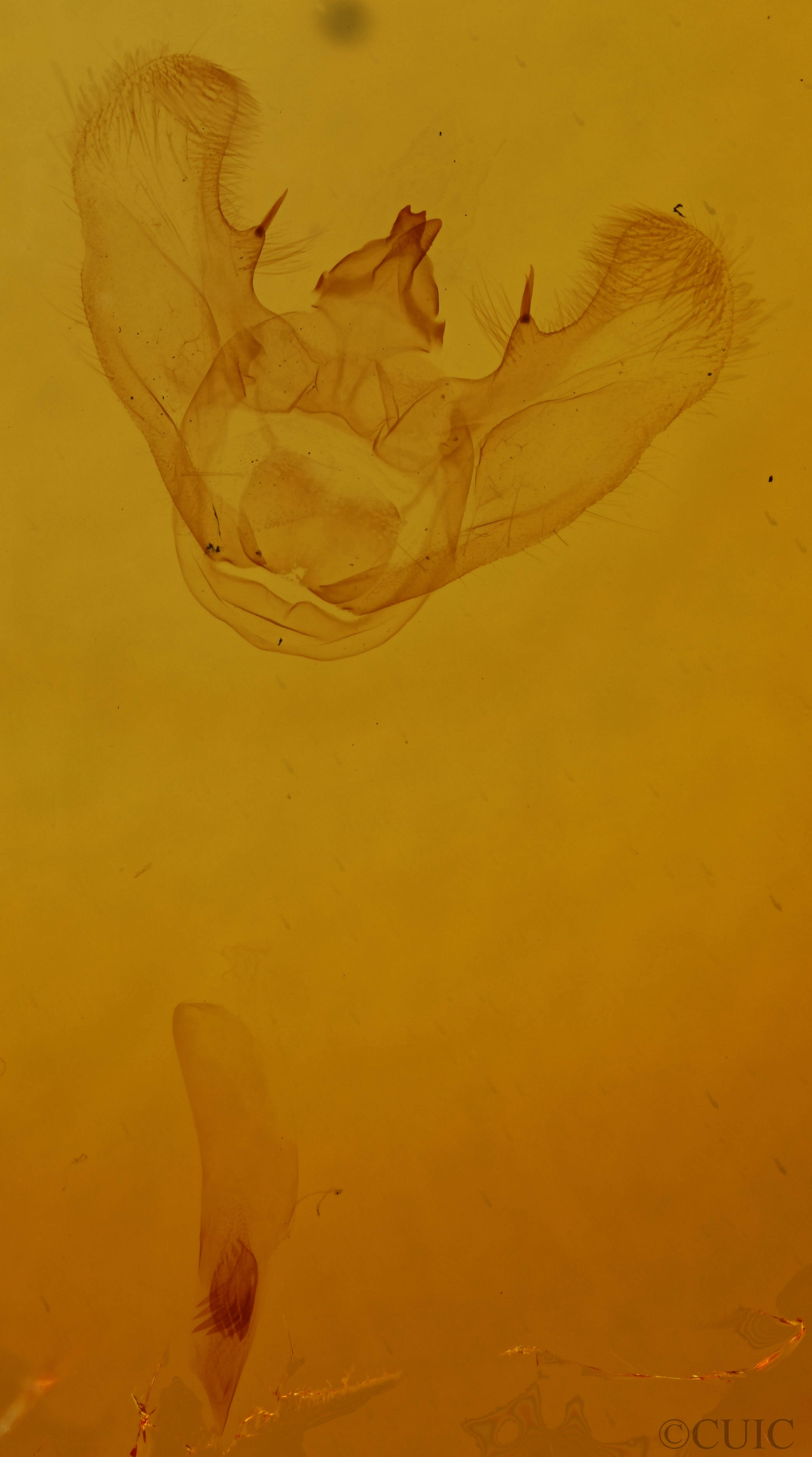 genitalia view of adult Euchlaena madusaria