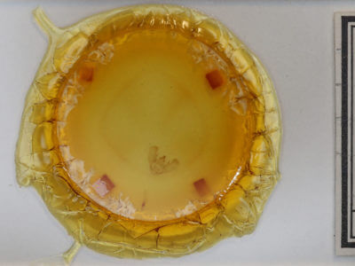 slide view of adult Euchlaena madusaria