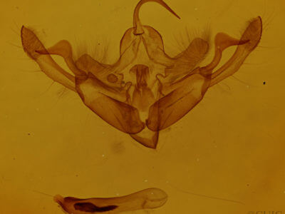 genitalia view of adult Eucirrhoedia pampina