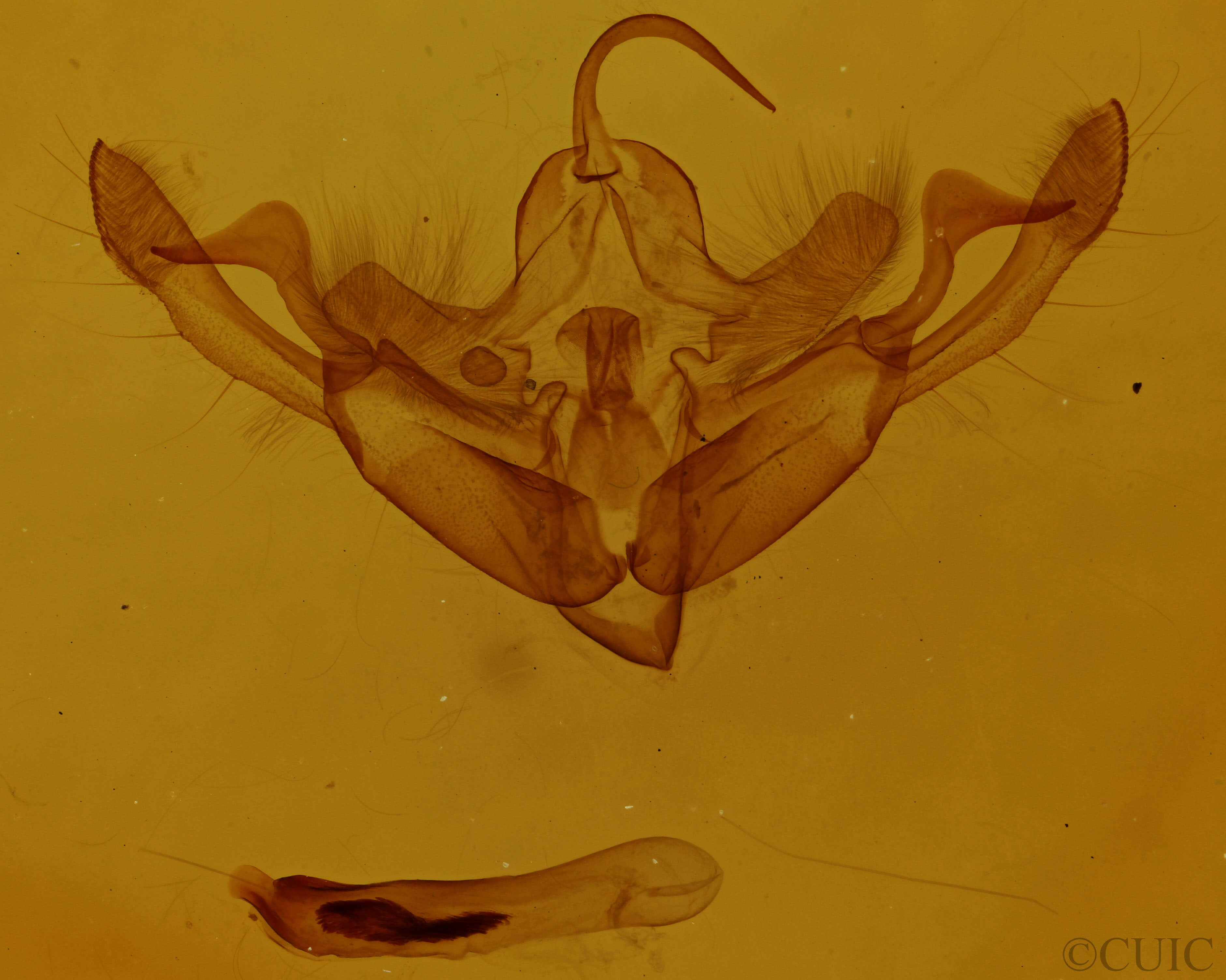 genitalia view of adult Eucirrhoedia pampina