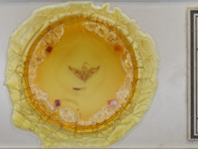 slide view of adult Eucirrhoedia pampina