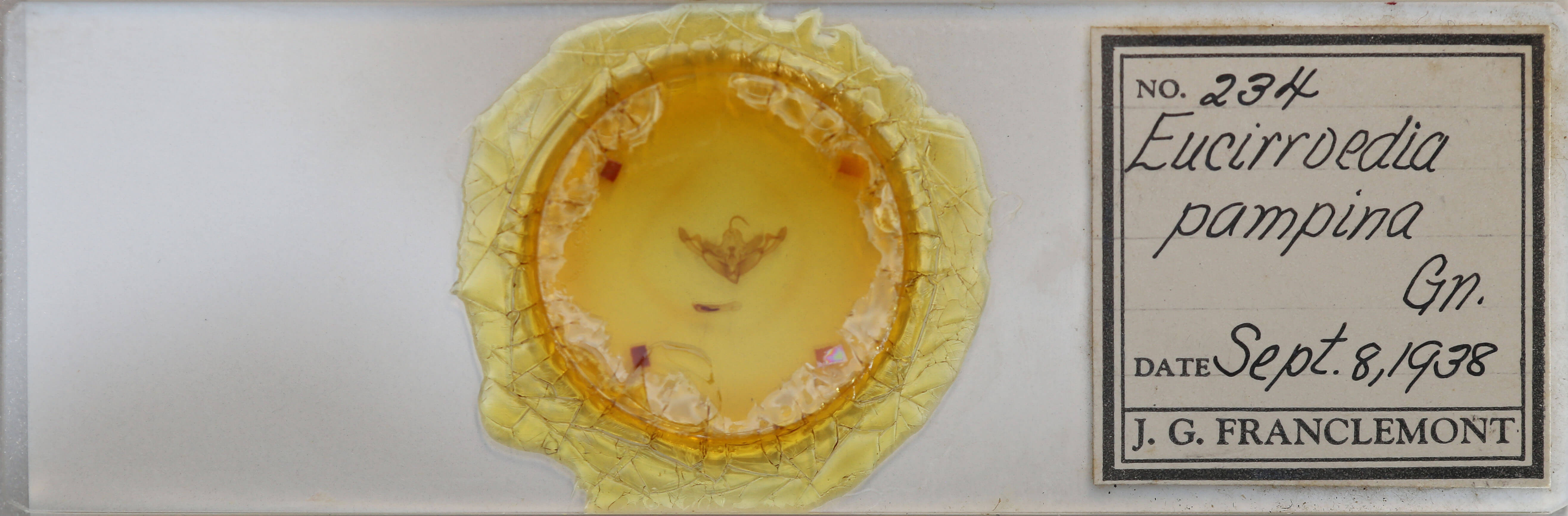 slide view of adult Eucirrhoedia pampina