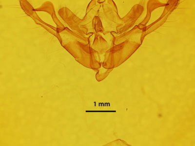 genitalia view of adult Eucirrhoedia pampina