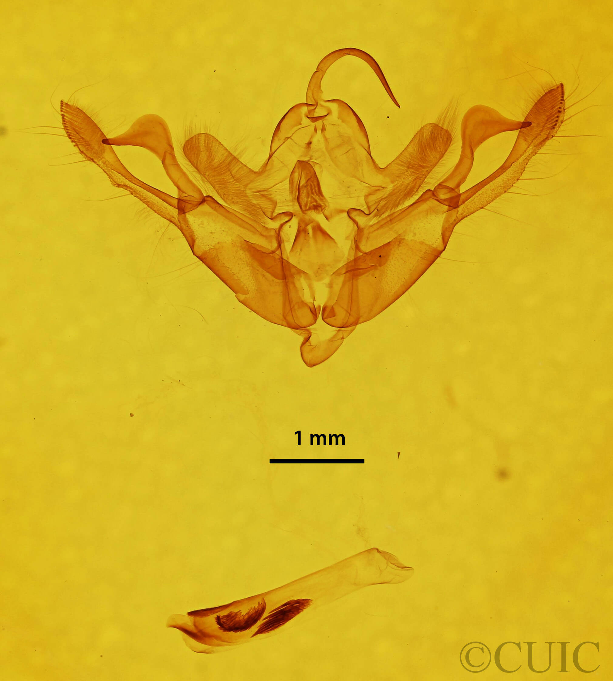 genitalia view of adult Eucirrhoedia pampina
