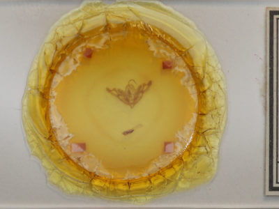 slide view of adult Eucirrhoedia pampina