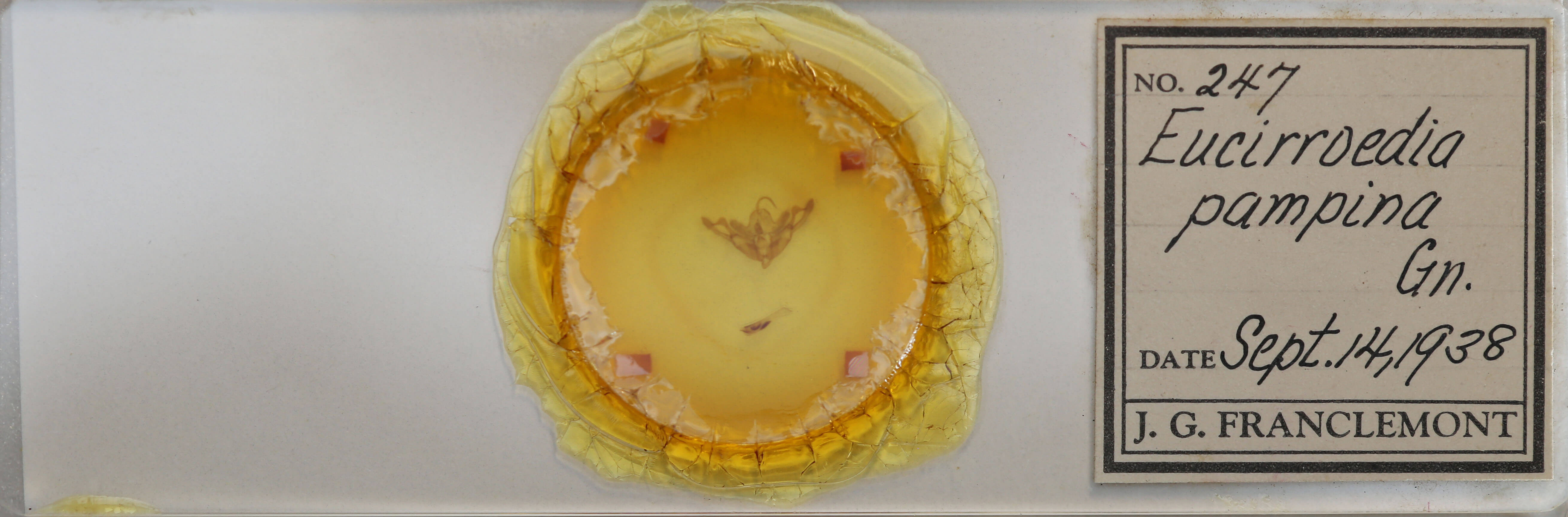 slide view of adult Eucirrhoedia pampina