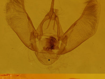 genitalia view of adult Eulithis explanata