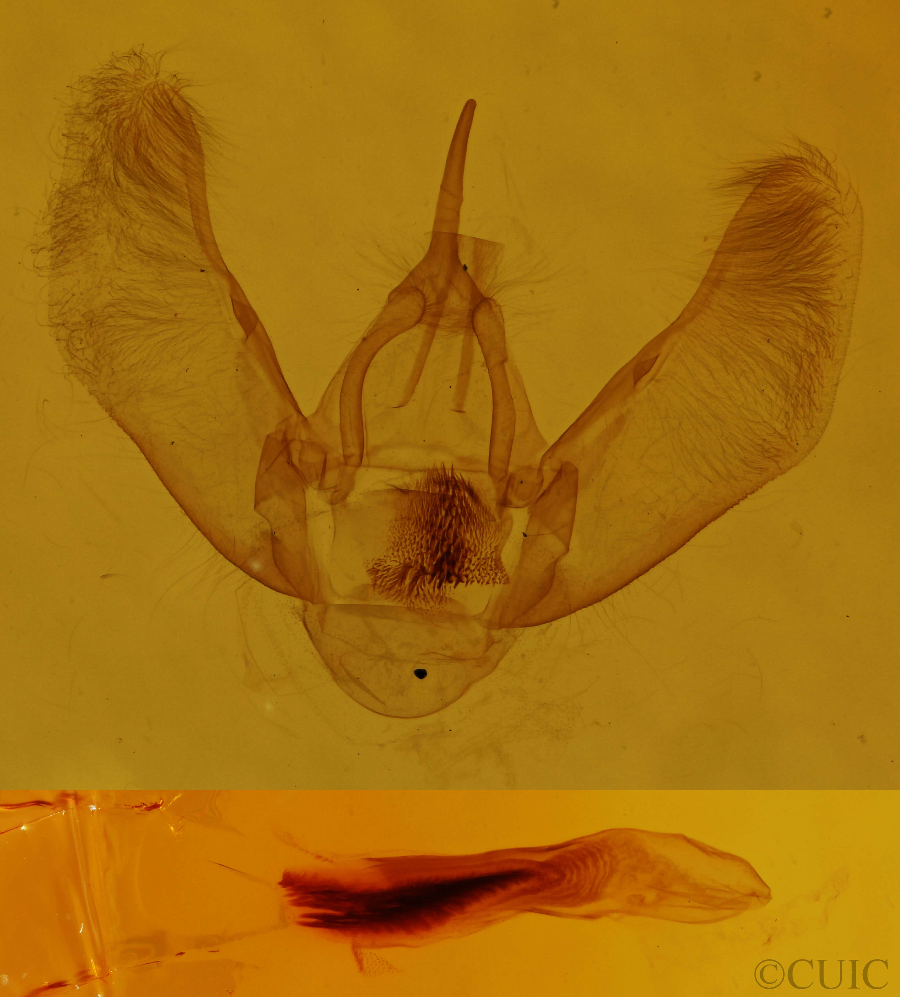genitalia view of adult Eulithis explanata