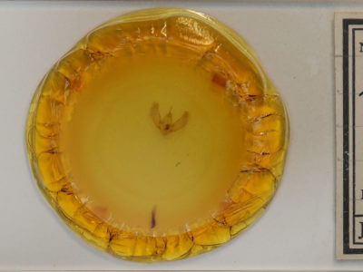 slide view of adult Eulithis explanata