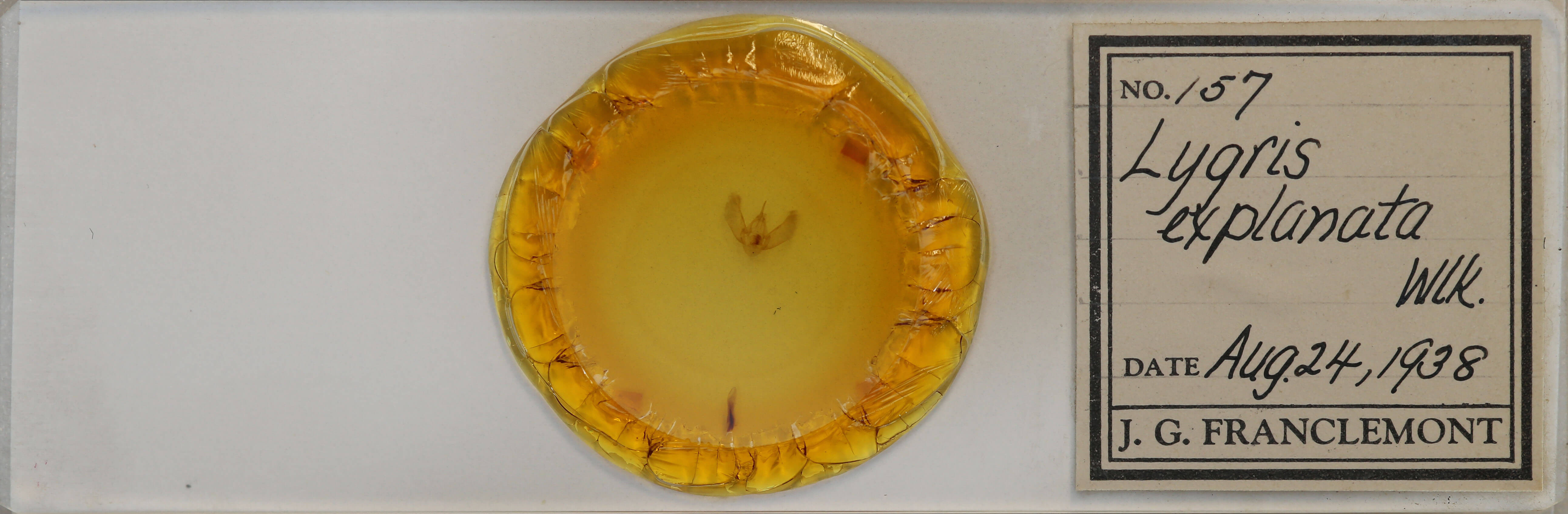 slide view of adult Eulithis explanata