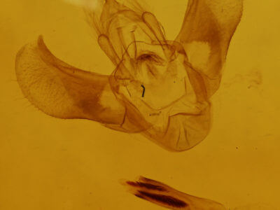genitalia view of adult Eulithis serrataria