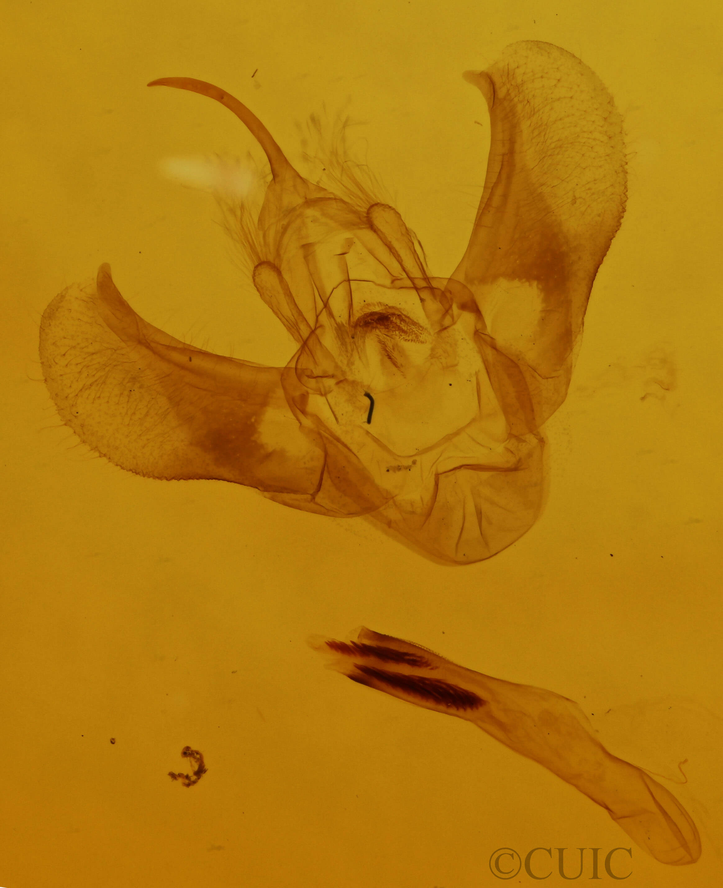 genitalia view of adult Eulithis serrataria