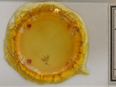 slide view of adult Eulithis serrataria