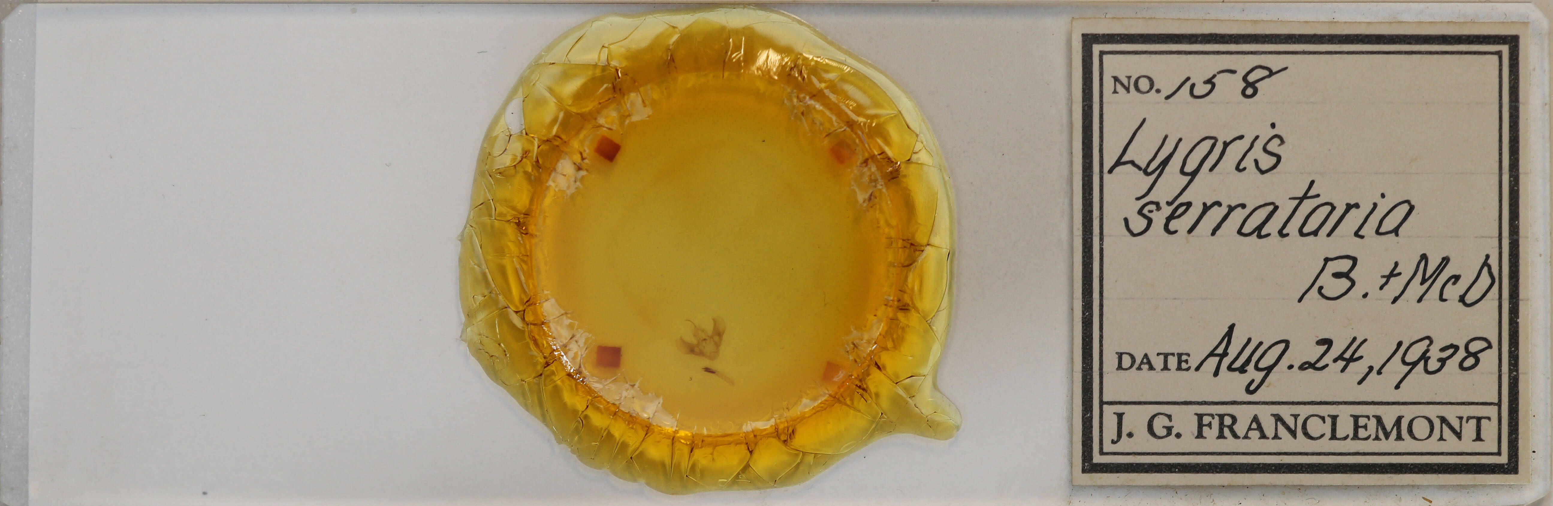 slide view of adult Eulithis serrataria