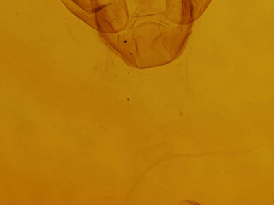 genitalia view of adult Eulithis xylina