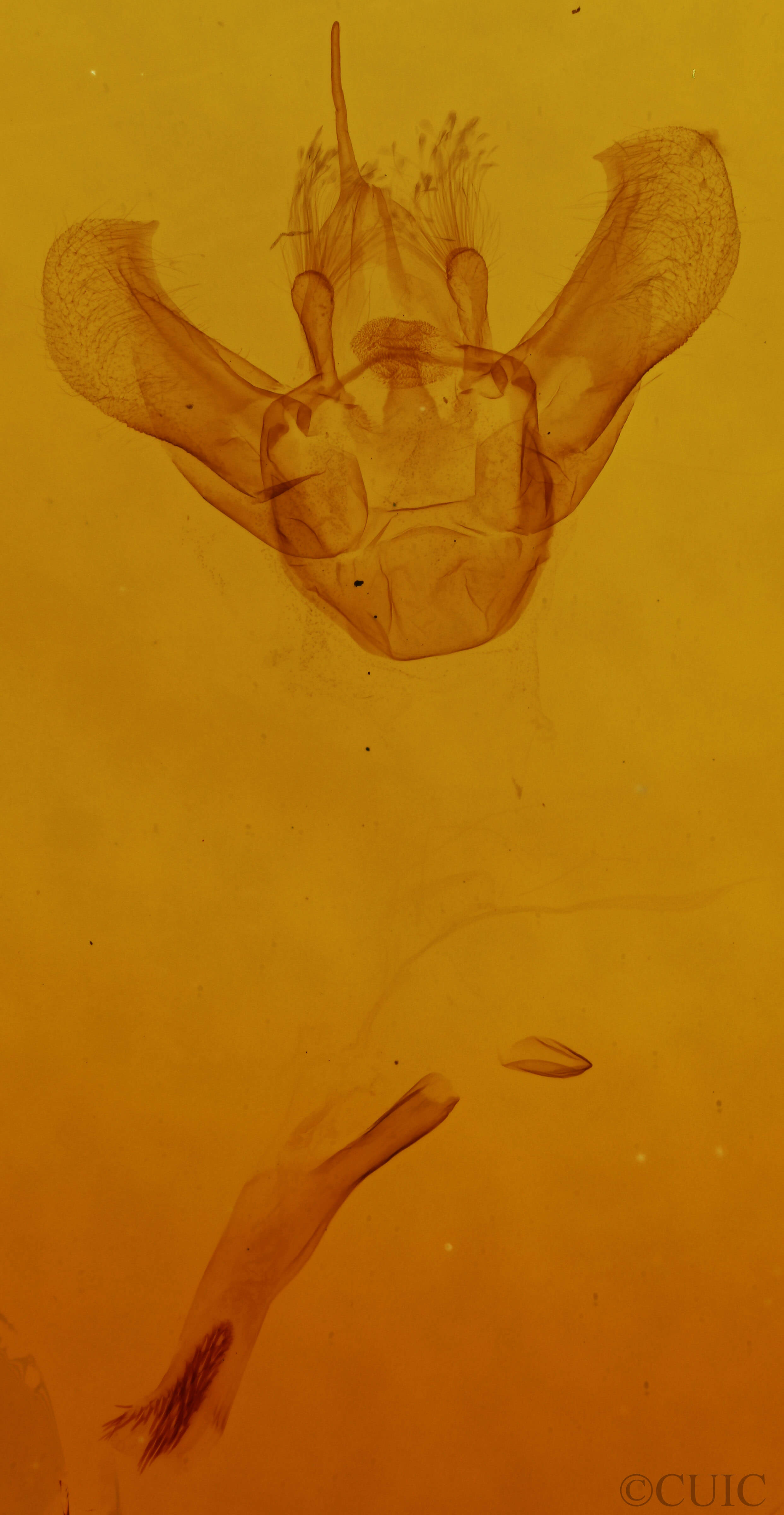 genitalia view of adult Eulithis xylina