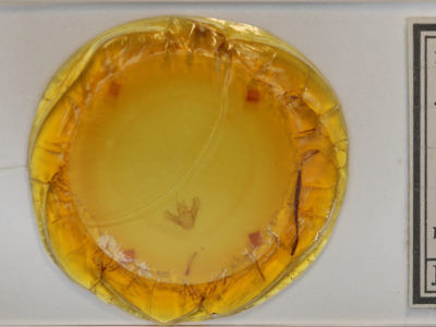 slide view of adult Eulithis xylina