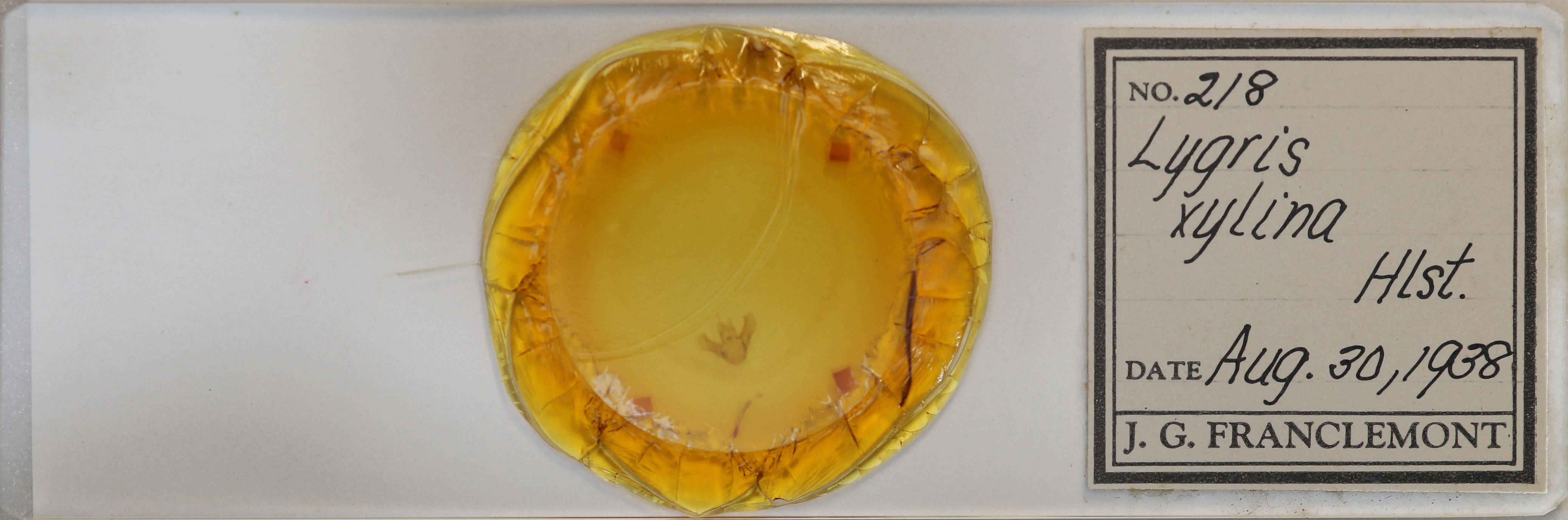 slide view of adult Eulithis xylina