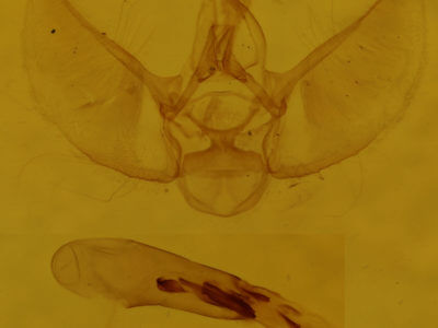 slide view of adult Eupithecia absinthiata