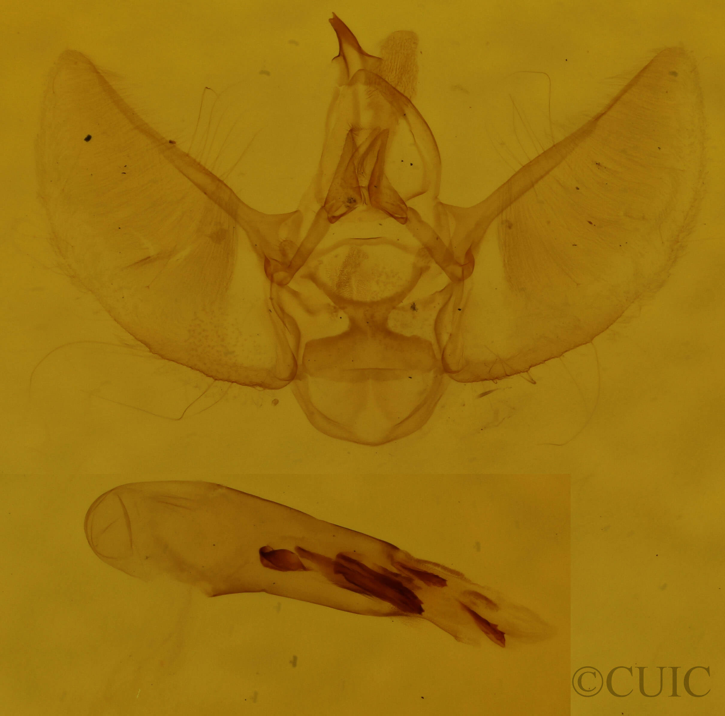 slide view of adult Eupithecia absinthiata