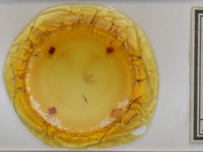 slide view of adult Eupithecia absinthiata