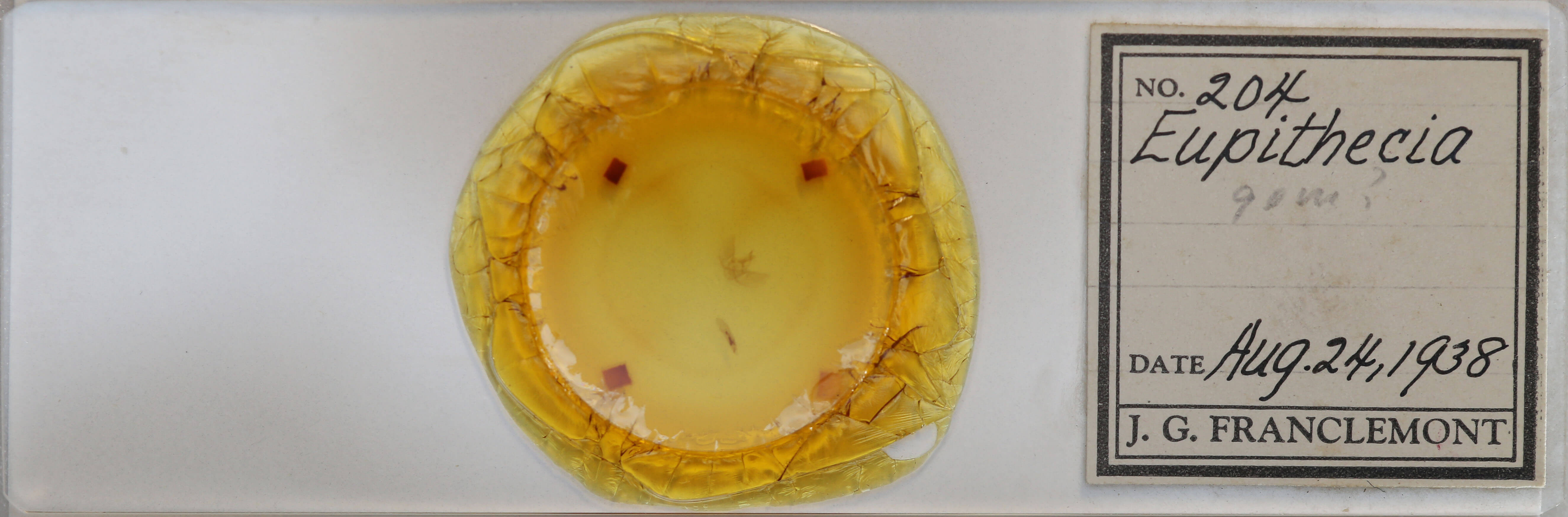 slide view of adult Eupithecia absinthiata