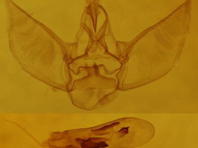 genitalia view of adult Eupithecia absinthiata