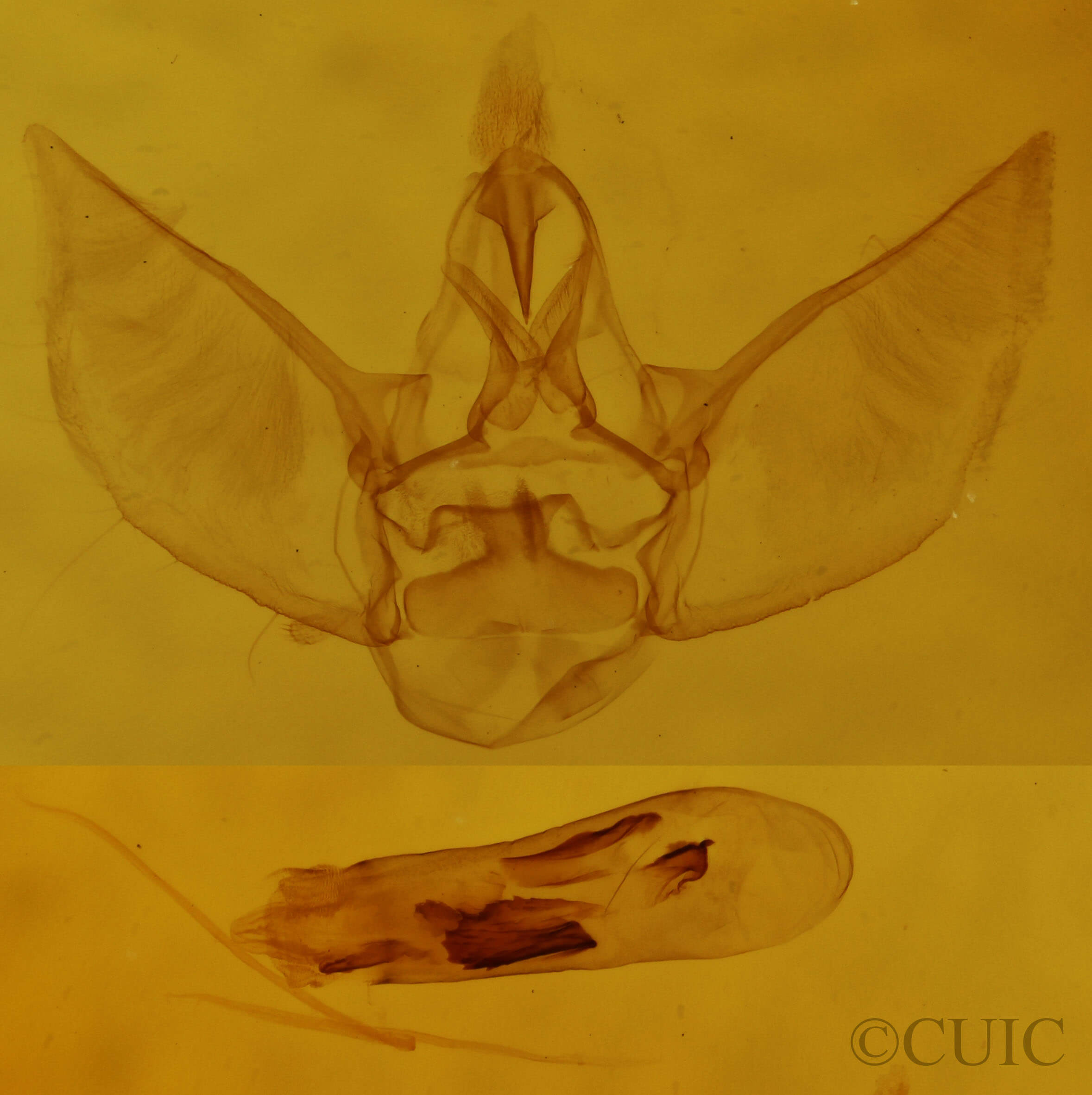 genitalia view of adult Eupithecia absinthiata