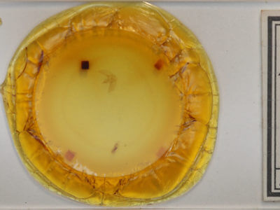 slide view of adult Eupithecia absinthiata