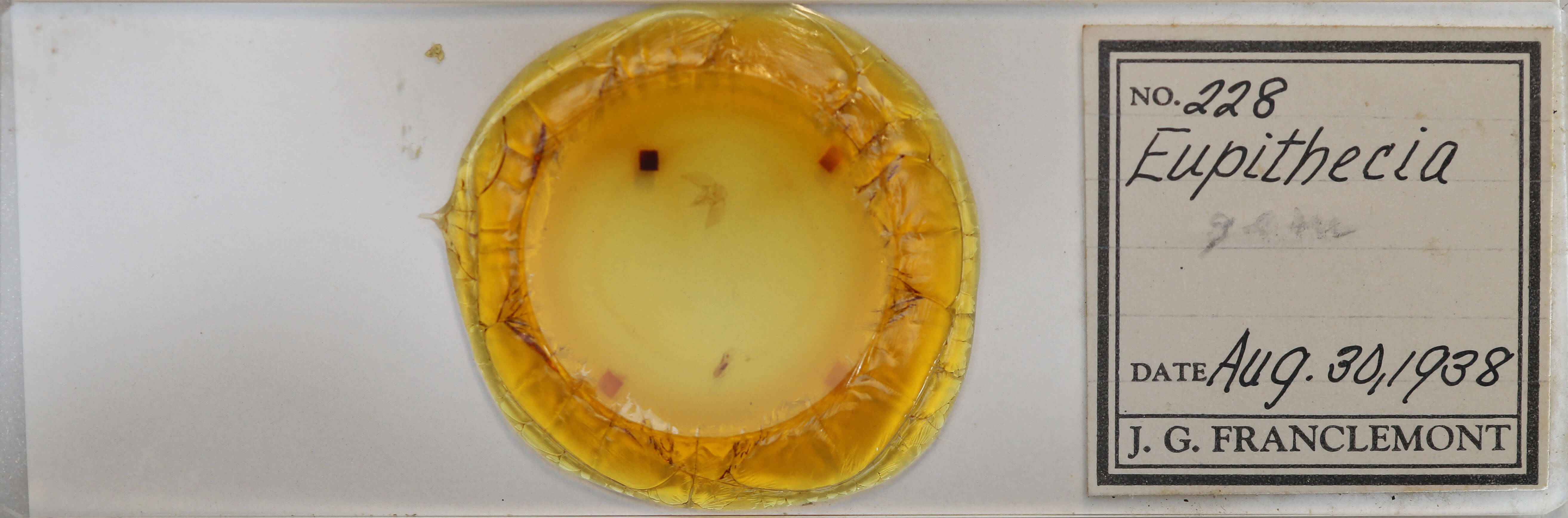 slide view of adult Eupithecia absinthiata