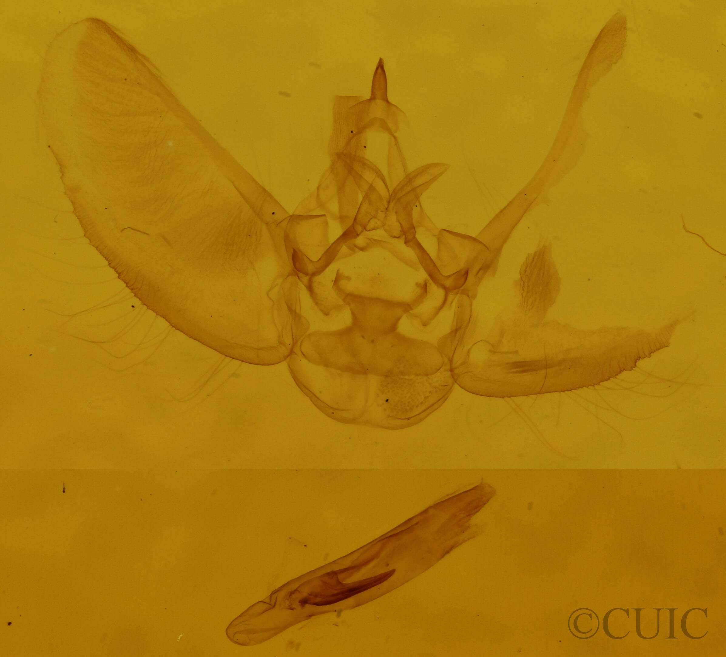 genitalia view of adult Eupithecia affinata