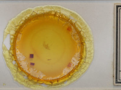 slide view of adult Eupithecia affinata