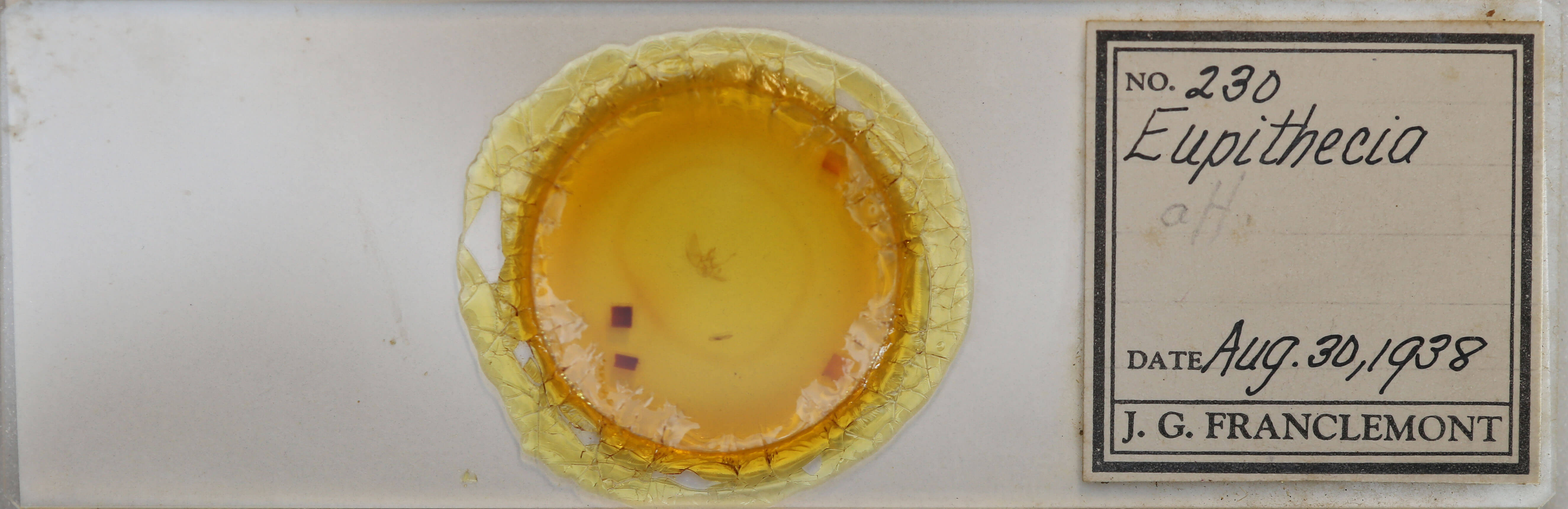 slide view of adult Eupithecia affinata