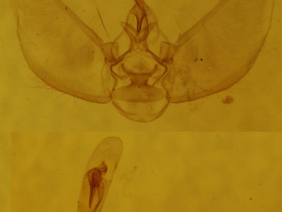 genitalia view of adult Eupithecia fletcherata