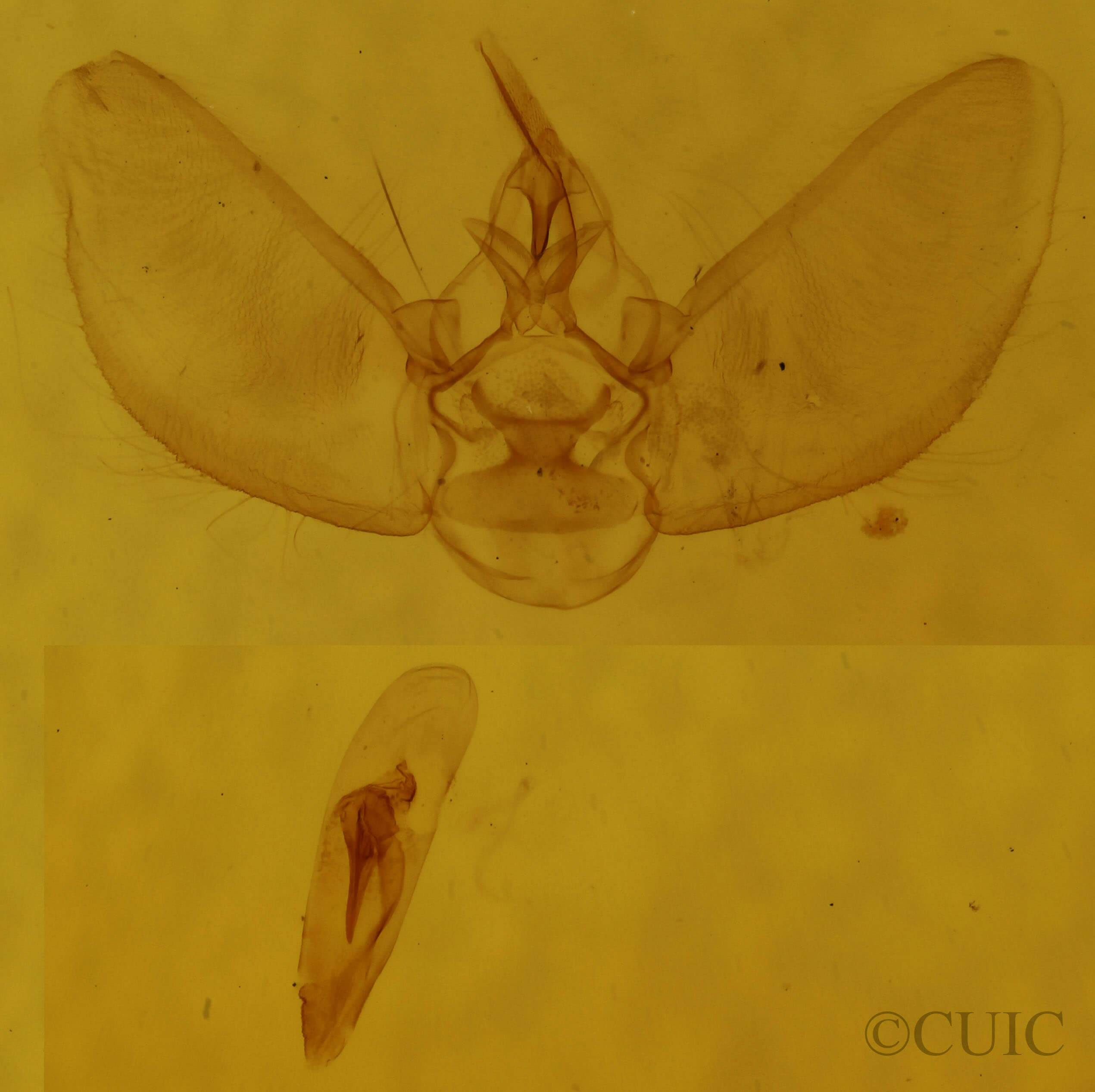 genitalia view of adult Eupithecia fletcherata