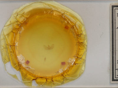 slide view of adult Eupithecia fletcherata