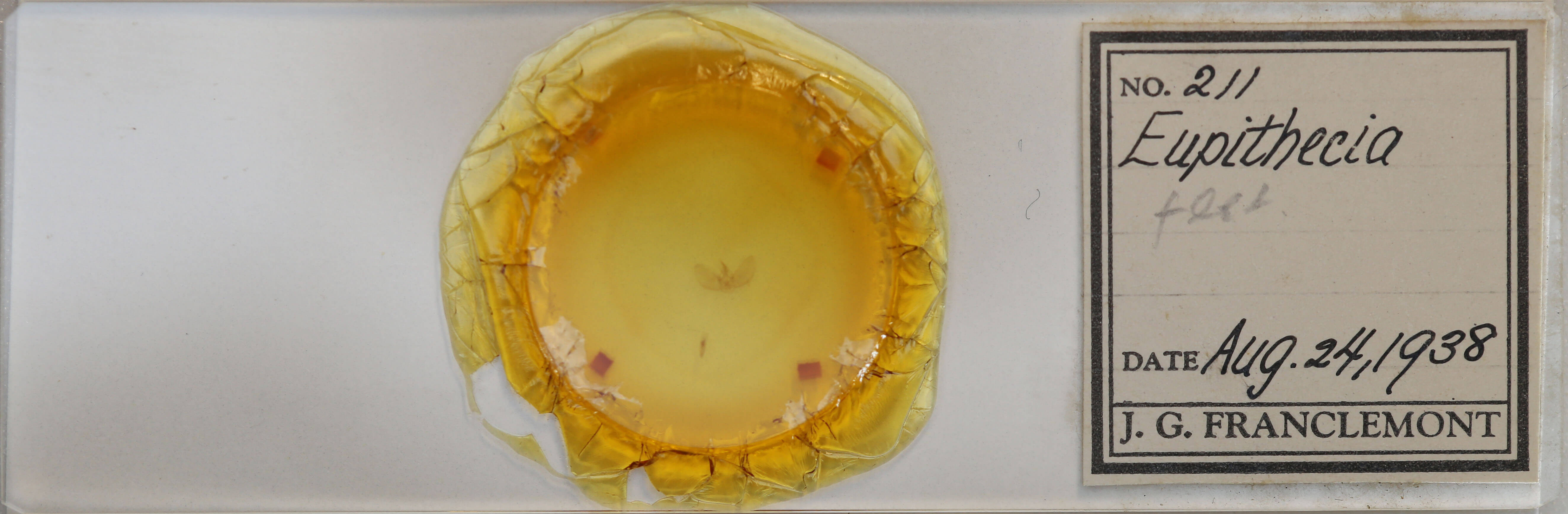 slide view of adult Eupithecia fletcherata