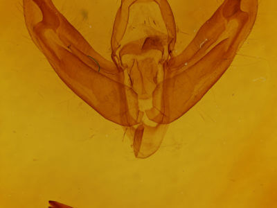 genitalia view of adult Eurois astricta