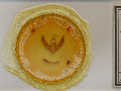 slide view of adult Eurois astricta