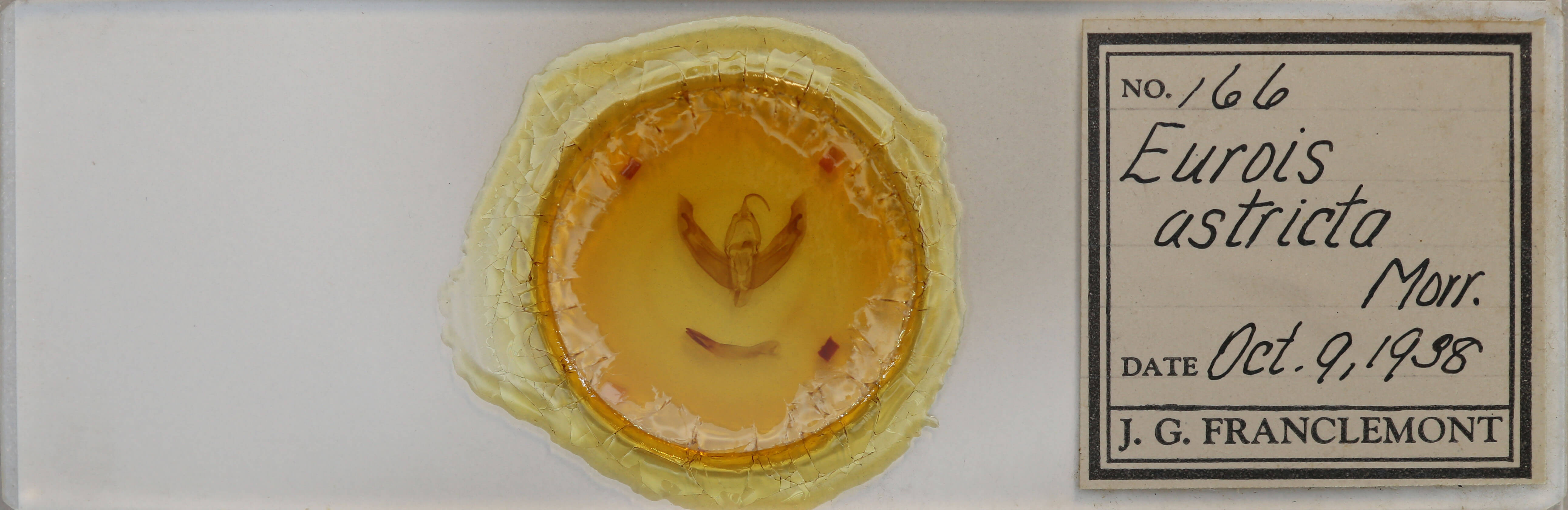 slide view of adult Eurois astricta