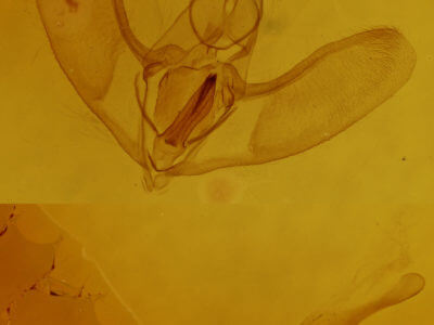 genitalia view of adult Eusarca confusaria