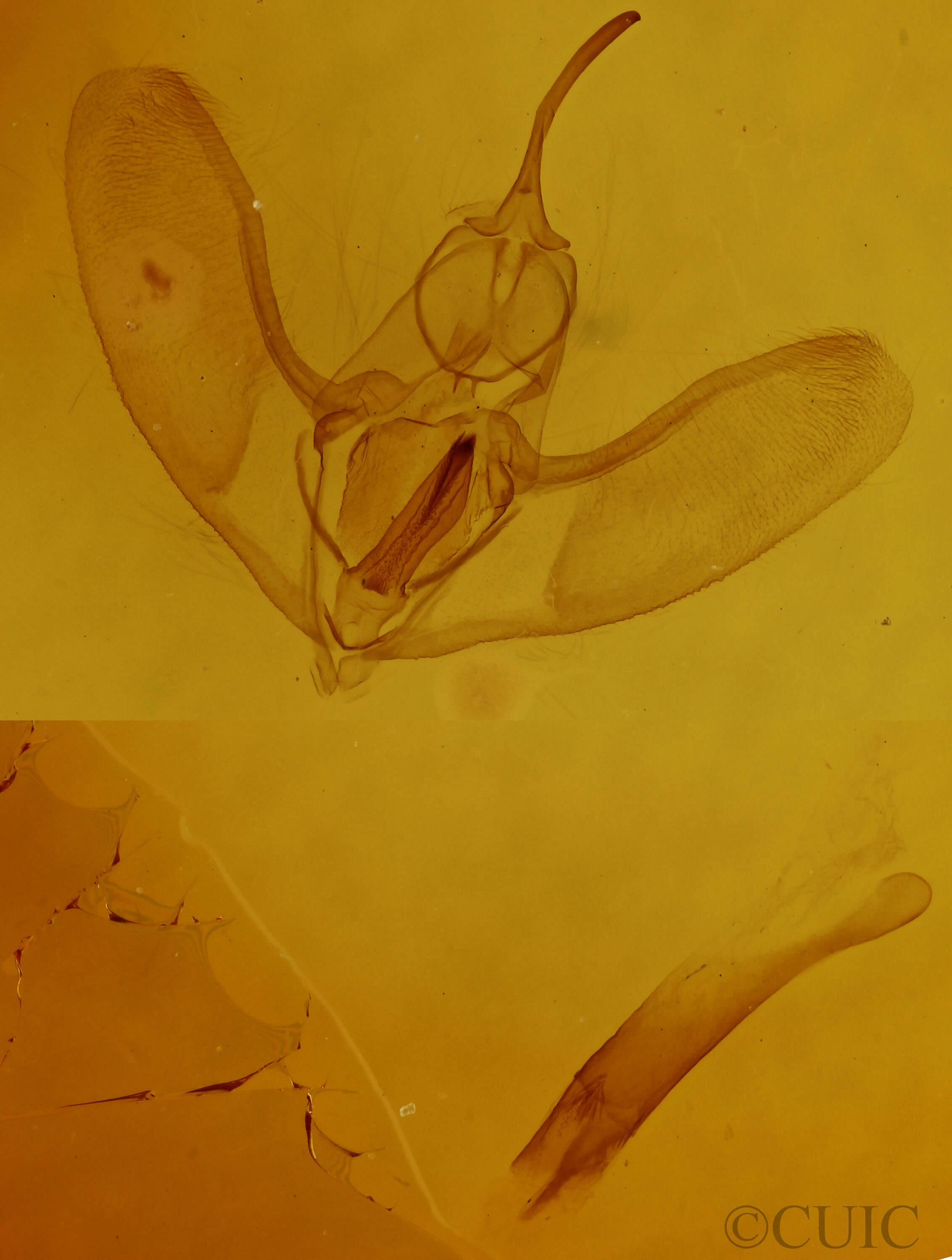 genitalia view of adult Eusarca confusaria