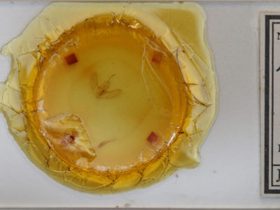 slide view of adult Eusarca confusaria