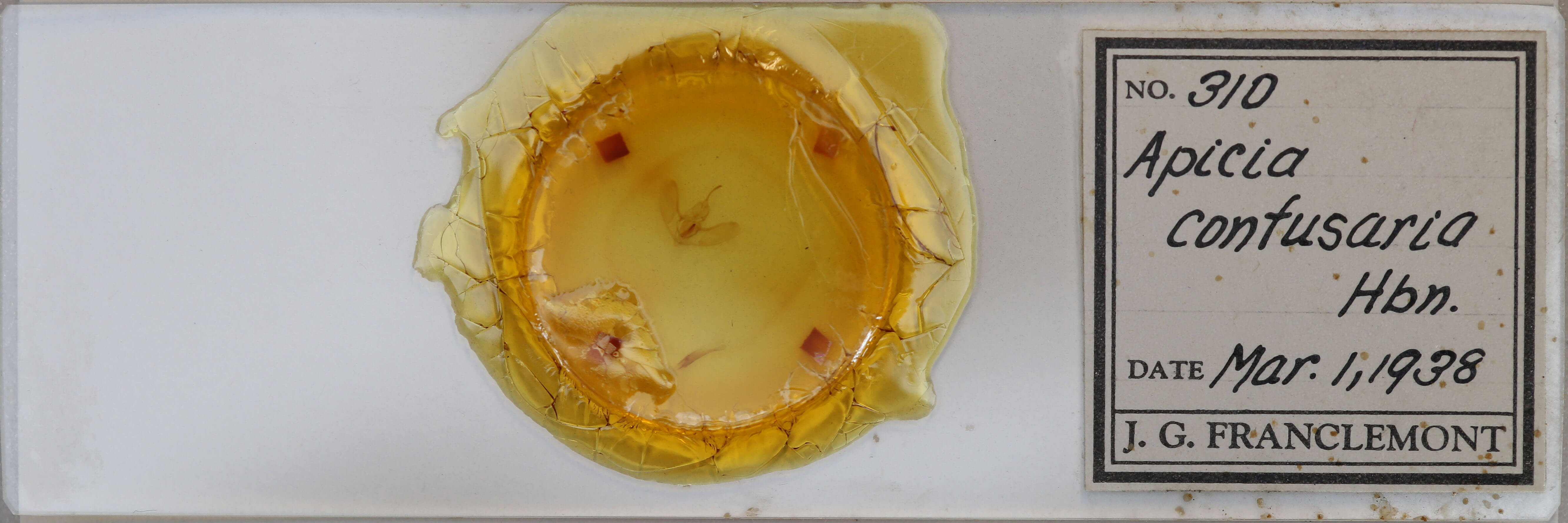 slide view of adult Eusarca confusaria