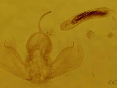 genitalia view of adult Antepirrhoe semiatrata